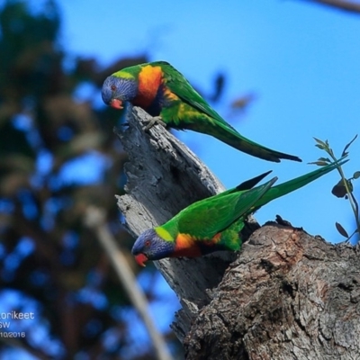 Trichoglossus moluccanus (Rainbow Lorikeet) at Undefined - 22 Oct 2016 by CharlesDove