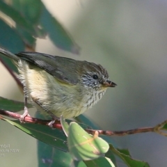 Acanthiza lineata (Striated Thornbill) at Undefined - 22 Oct 2016 by CharlesDove