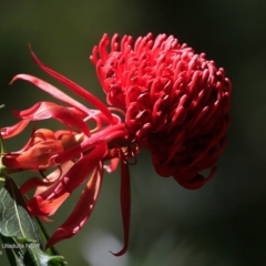 Telopea speciosissima (NSW Waratah) at South Pacific Heathland Reserve - 20 Oct 2016 by CharlesDove