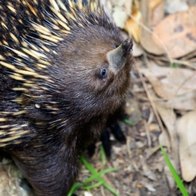 Tachyglossus aculeatus (Short-beaked Echidna) at Undefined - 17 Oct 2016 by Charles Dove