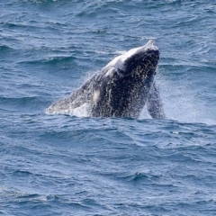 Megaptera novaeangliae (Humpback Whale) at Undefined - 11 Oct 2016 by CharlesDove