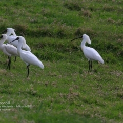 Platalea regia (Royal Spoonbill) at Undefined - 11 Oct 2016 by Charles Dove