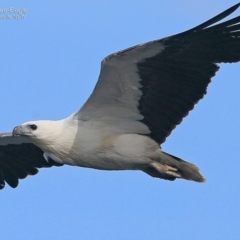 Haliaeetus leucogaster (White-bellied Sea-Eagle) at Undefined - 9 Oct 2016 by Charles Dove