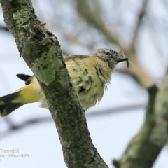 Acanthiza chrysorrhoa (Yellow-rumped Thornbill) at Undefined - 12 Oct 2016 by CharlesDove