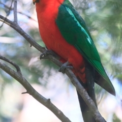 Alisterus scapularis (Australian King-Parrot) at Burrill Lake Aboriginal Cave Walking Track - 4 Oct 2016 by CharlesDove