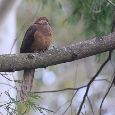 Macropygia phasianella (Brown Cuckoo-dove) at Burrill Lake Aboriginal Cave Walking Track - 5 Oct 2016 by Charles Dove