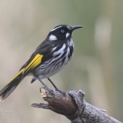 Phylidonyris novaehollandiae (New Holland Honeyeater) at Ulladulla, NSW - 2 Oct 2016 by CharlesDove