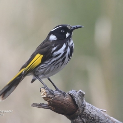 Phylidonyris novaehollandiae (New Holland Honeyeater) at Ulladulla, NSW - 2 Oct 2016 by CharlesDove