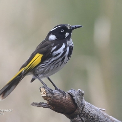 Phylidonyris novaehollandiae (New Holland Honeyeater) at Ulladulla, NSW - 1 Oct 2016 by Charles Dove