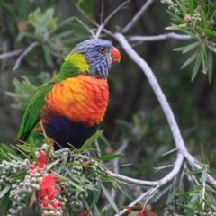 Trichoglossus moluccanus (Rainbow Lorikeet) at Undefined - 8 Oct 2016 by CharlesDove