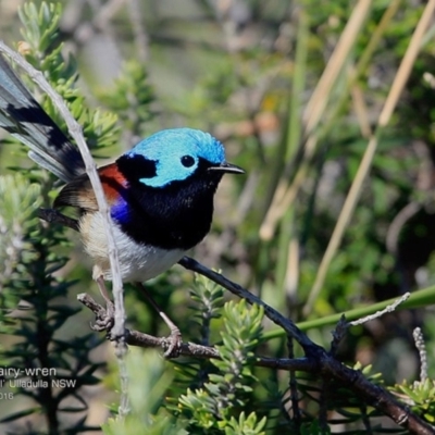 Malurus lamberti (Variegated Fairywren) at One Track For All - 5 Oct 2016 by CharlesDove