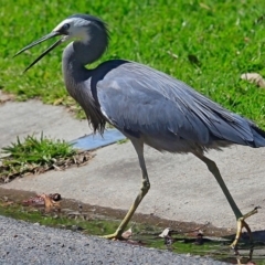 Egretta novaehollandiae (White-faced Heron) at Undefined - 5 Oct 2016 by Charles Dove