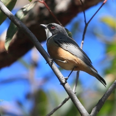 Pachycephala rufiventris (Rufous Whistler) at Garrads Reserve Narrawallee - 30 Sep 2016 by Charles Dove