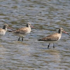Limosa lapponica (Bar-tailed Godwit) at Undefined - 28 Nov 2016 by CharlesDove