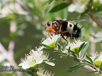 Formosia (Euamphibolia) speciosa (Bristle fly) at Dolphin Point, NSW - 28 Nov 2016 by CharlesDove