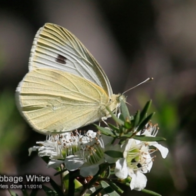 Pieris rapae (Cabbage White) at South Pacific Heathland Reserve - 27 Nov 2016 by Charles Dove