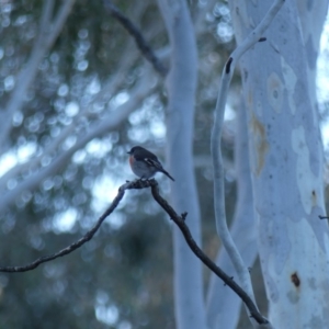 Petroica boodang at Majura, ACT - 10 Jun 2018 05:22 PM