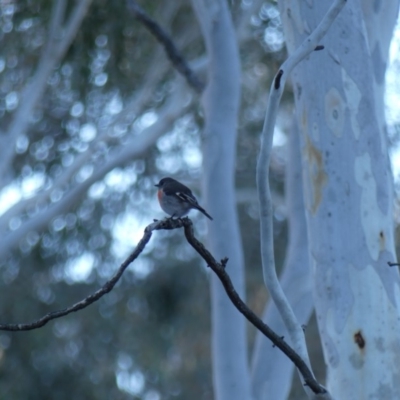 Petroica boodang (Scarlet Robin) at Majura, ACT - 10 Jun 2018 by WalterEgo