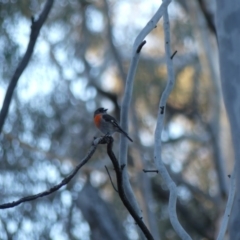 Petroica boodang at Majura, ACT - 10 Jun 2018 05:22 PM