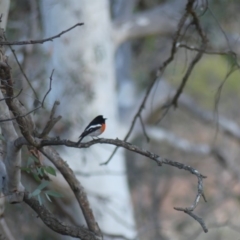 Petroica boodang at Majura, ACT - 10 Jun 2018 05:22 PM