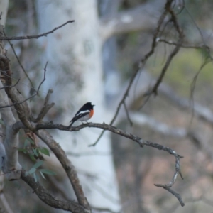 Petroica boodang at Majura, ACT - 10 Jun 2018 05:22 PM