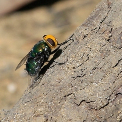 Amenia sp. (genus) (Yellow-headed Blowfly) at Undefined - 25 Nov 2016 by Charles Dove