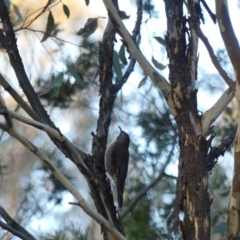 Cormobates leucophaea (White-throated Treecreeper) at Majura, ACT - 10 Jun 2018 by WalterEgo