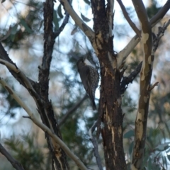 Cormobates leucophaea at Majura, ACT - 10 Jun 2018