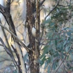 Cormobates leucophaea at Majura, ACT - 10 Jun 2018 05:22 PM