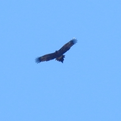 Aquila audax (Wedge-tailed Eagle) at Fyshwick, ACT - 10 Jun 2018 by RodDeb