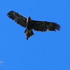 Aquila audax (Wedge-tailed Eagle) at Undefined - 25 Nov 2016 by CharlesDove