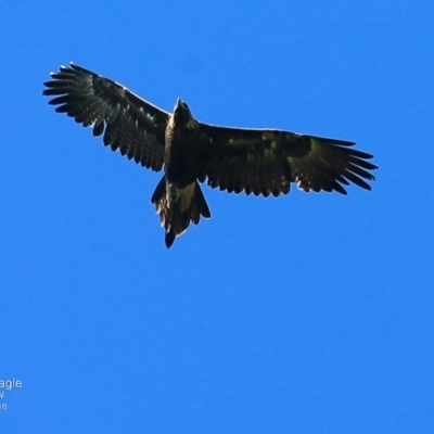 Aquila audax (Wedge-tailed Eagle) at Undefined - 25 Nov 2016 by CharlesDove