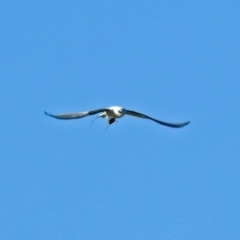 Elanus axillaris at Fyshwick, ACT - 10 Jun 2018