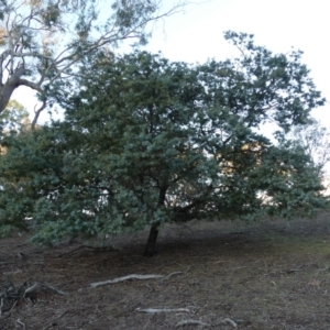 Acacia baileyana at Majura, ACT - 10 Jun 2018