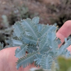 Acacia baileyana (Cootamundra Wattle, Golden Mimosa) at Hackett, ACT - 10 Jun 2018 by WalterEgo