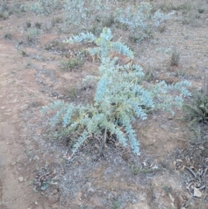 Acacia baileyana at Hackett, ACT - 10 Jun 2018