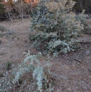 Acacia baileyana at Hackett, ACT - 10 Jun 2018