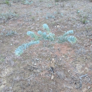 Acacia baileyana at Hackett, ACT - 10 Jun 2018