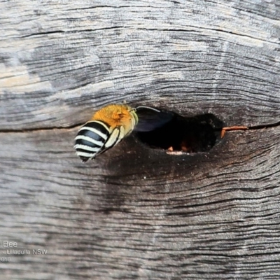 Amegilla sp. (genus) (Blue Banded Bee) at Ulladulla Reserves Bushcare - 14 Nov 2016 by CharlesDove