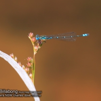 Austroagrion watsoni (Eastern Billabongfly) at Triplarina Nature Reserve - 24 Nov 2016 by Charles Dove