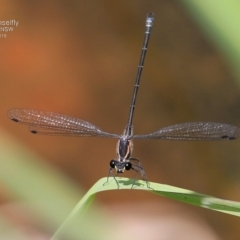 Austroargiolestes icteromelas icteromelas (Common Flatwing) at Triplarina Nature Reserve - 17 Nov 2016 by Charles Dove