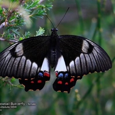 Papilio aegeus (Orchard Swallowtail, Large Citrus Butterfly) at Ulladulla Reserves Bushcare - 20 Nov 2016 by CharlesDove