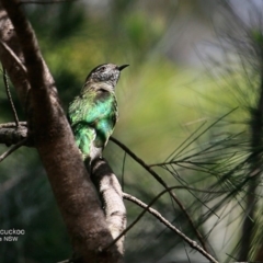 Chrysococcyx lucidus (Shining Bronze-Cuckoo) at Undefined - 16 Nov 2016 by CharlesDove