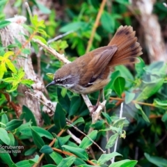 Sericornis frontalis (White-browed Scrubwren) at Ulladulla Reserves Bushcare - 23 Nov 2016 by CharlesDove