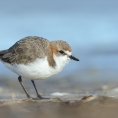 Anarhynchus ruficapillus (Red-capped Plover) at Wallagoot, NSW - 9 Jun 2018 by Leo