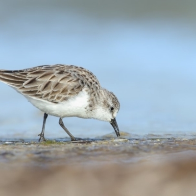 Calidris ruficollis (Red-necked Stint) at Wallagoot, NSW - 9 Jun 2018 by Leo