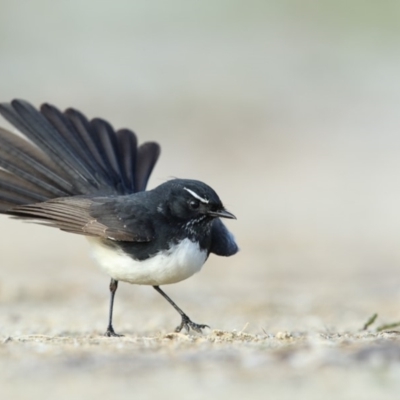 Rhipidura leucophrys (Willie Wagtail) at Wallagoot, NSW - 9 Jun 2018 by Leo