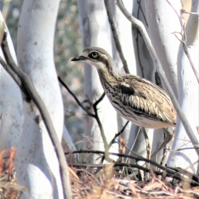 Burhinus grallarius (Bush Stone-curlew) at Forde, ACT - 10 Jun 2018 by KumikoCallaway