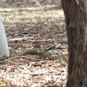 Burhinus grallarius at Forde, ACT - 10 Jun 2018