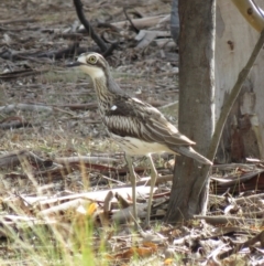 Burhinus grallarius at Forde, ACT - 10 Jun 2018 02:14 PM